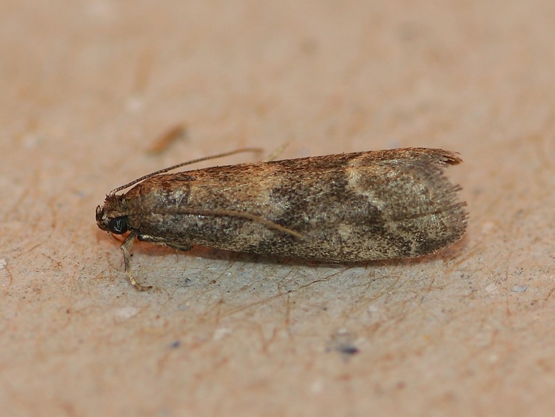 Aiuto ID - Pyralidae